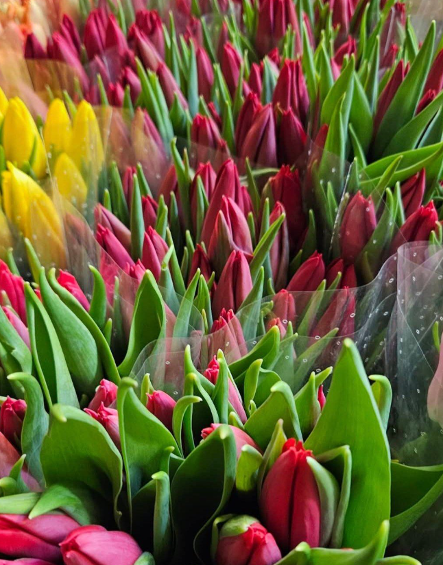 Świeże tulipany